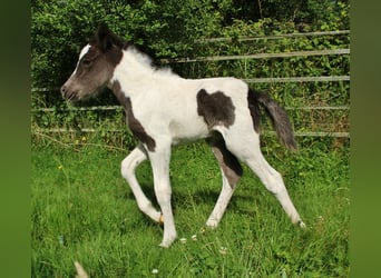 Islandpferd, Stute, 8 Jahre, 139 cm, Roan-Blue