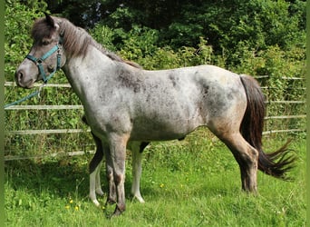 Islandpferd, Stute, 8 Jahre, 139 cm, Roan-Blue