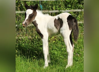 Islandpferd, Stute, 8 Jahre, 139 cm, Roan-Blue