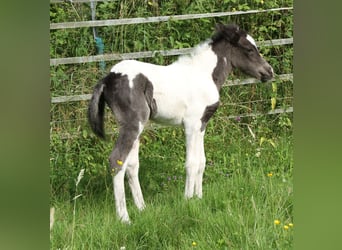 Islandpferd, Stute, 8 Jahre, 139 cm, Roan-Blue