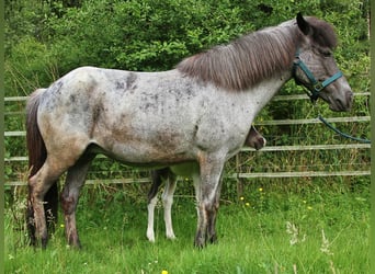 Islandpferd, Stute, 8 Jahre, 139 cm, Roan-Blue