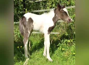 Islandpferd, Stute, 8 Jahre, 139 cm, Roan-Blue