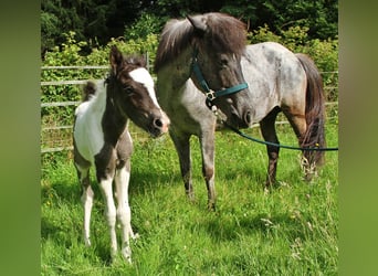 Islandpferd, Stute, 8 Jahre, 139 cm, Roan-Blue