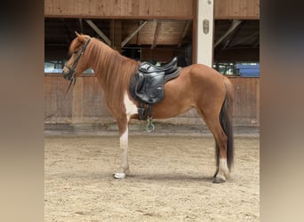 Islandpferd, Stute, 8 Jahre, 139 cm, Schecke