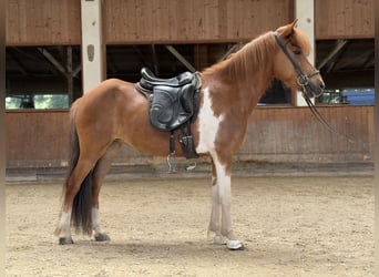 Islandpferd, Stute, 8 Jahre, 139 cm, Schecke