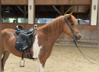 Islandpferd, Stute, 8 Jahre, 139 cm, Schecke