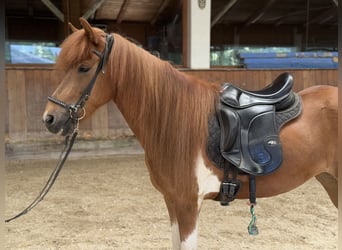 Islandpferd, Stute, 8 Jahre, 139 cm, Schecke