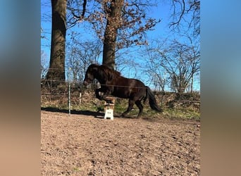 Islandpferd, Stute, 8 Jahre, 140 cm, Brauner