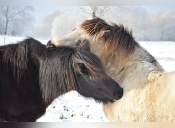 Islandpferd, Stute, 8 Jahre, 140 cm, Brauner