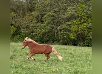 Islandpferd, Stute, 8 Jahre, 140 cm, Fuchs