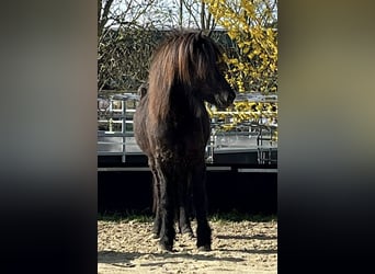 Islandpferd, Stute, 8 Jahre, 140 cm, Rappe