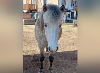 Islandpferd, Stute, 8 Jahre, 140 cm, Schimmel