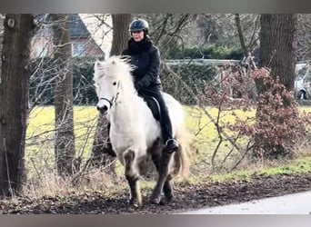 Islandpferd, Stute, 8 Jahre, 140 cm, Schimmel