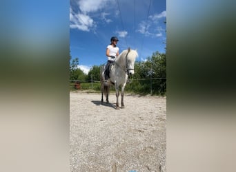 Islandpferd, Stute, 8 Jahre, 140 cm, Schimmel