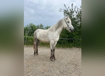 Islandpferd, Stute, 8 Jahre, 140 cm, Schimmel