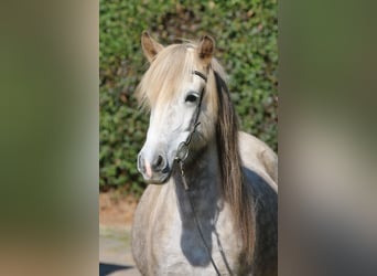 Islandpferd, Stute, 8 Jahre, 141 cm, Apfelschimmel