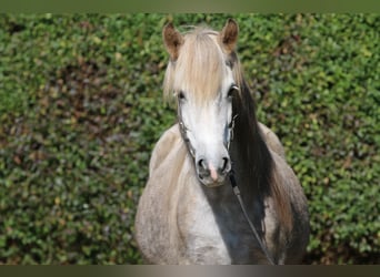 Islandpferd, Stute, 8 Jahre, 141 cm, Apfelschimmel