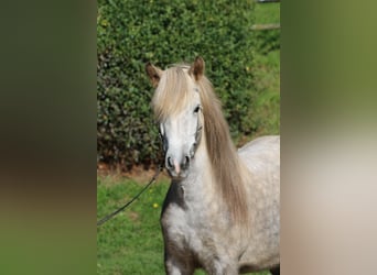 Islandpferd, Stute, 8 Jahre, 141 cm, Apfelschimmel