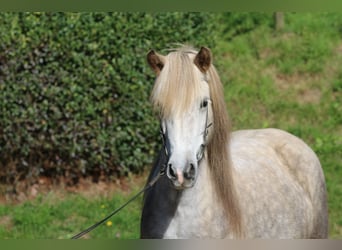 Islandpferd, Stute, 8 Jahre, 141 cm, Apfelschimmel
