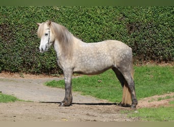 Islandpferd, Stute, 8 Jahre, 141 cm, Apfelschimmel