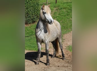Islandpferd, Stute, 8 Jahre, 141 cm, Apfelschimmel