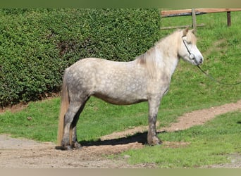 Islandpferd, Stute, 8 Jahre, 141 cm, Apfelschimmel