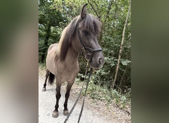 Islandpferd, Stute, 8 Jahre, 141 cm, Falbe
