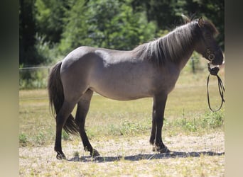 Islandpferd, Stute, 8 Jahre, 141 cm, Falbe
