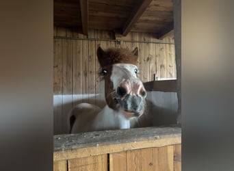 Islandpferd, Stute, 8 Jahre, 141 cm, Schecke