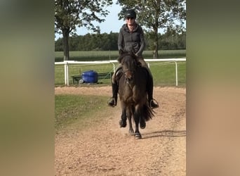 Islandpferd, Stute, 8 Jahre, 142 cm, Dunkelbrauner