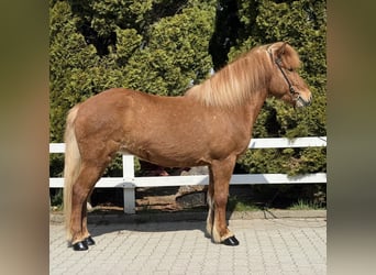 Islandpferd, Stute, 8 Jahre, 142 cm, Fuchs