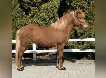 Islandpferd, Stute, 8 Jahre, 142 cm, Fuchs