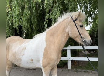 Islandpferd, Stute, 8 Jahre, 142 cm, Schecke