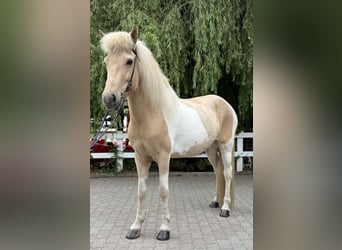 Islandpferd, Stute, 8 Jahre, 142 cm, Schecke