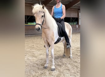Islandpferd, Stute, 8 Jahre, 142 cm, Schecke