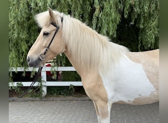 Islandpferd, Stute, 8 Jahre, 142 cm, Schecke