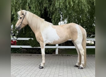 Islandpferd, Stute, 8 Jahre, 142 cm, Schecke