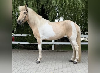 Islandpferd, Stute, 8 Jahre, 142 cm, Schecke