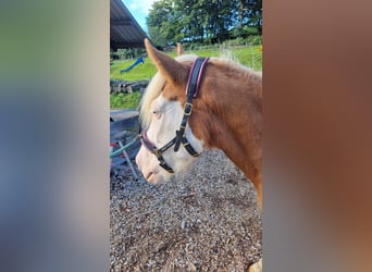 Islandpferd, Stute, 8 Jahre, 142 cm, Schecke