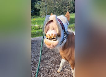 Islandpferd, Stute, 8 Jahre, 142 cm, Schecke