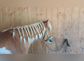 Islandpferd, Stute, 8 Jahre, 142 cm, Schecke