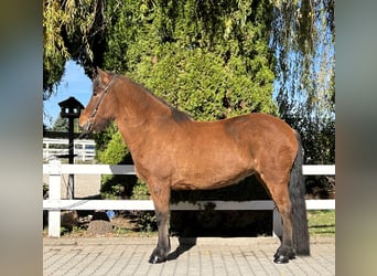 Islandpferd, Stute, 8 Jahre, 144 cm, Brauner