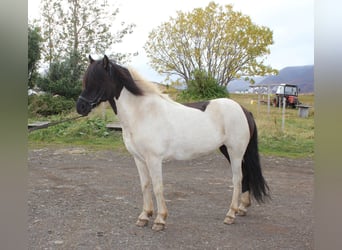 Islandpferd, Stute, 8 Jahre, 144 cm, Tobiano-alle-Farben
