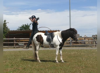 Islandpferd, Stute, 8 Jahre, 145 cm, Schecke