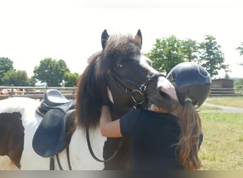 Islandpferd, Stute, 8 Jahre, 145 cm, Schecke