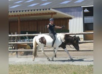 Islandpferd, Stute, 8 Jahre, 145 cm, Schecke