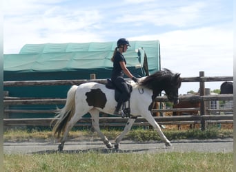 Islandpferd, Stute, 8 Jahre, 145 cm, Schecke
