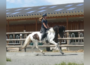 Islandpferd, Stute, 8 Jahre, 145 cm, Schecke