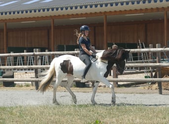 Islandpferd, Stute, 8 Jahre, 145 cm, Schecke