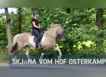 Islandpferd, Stute, 8 Jahre, 145 cm, Schecke